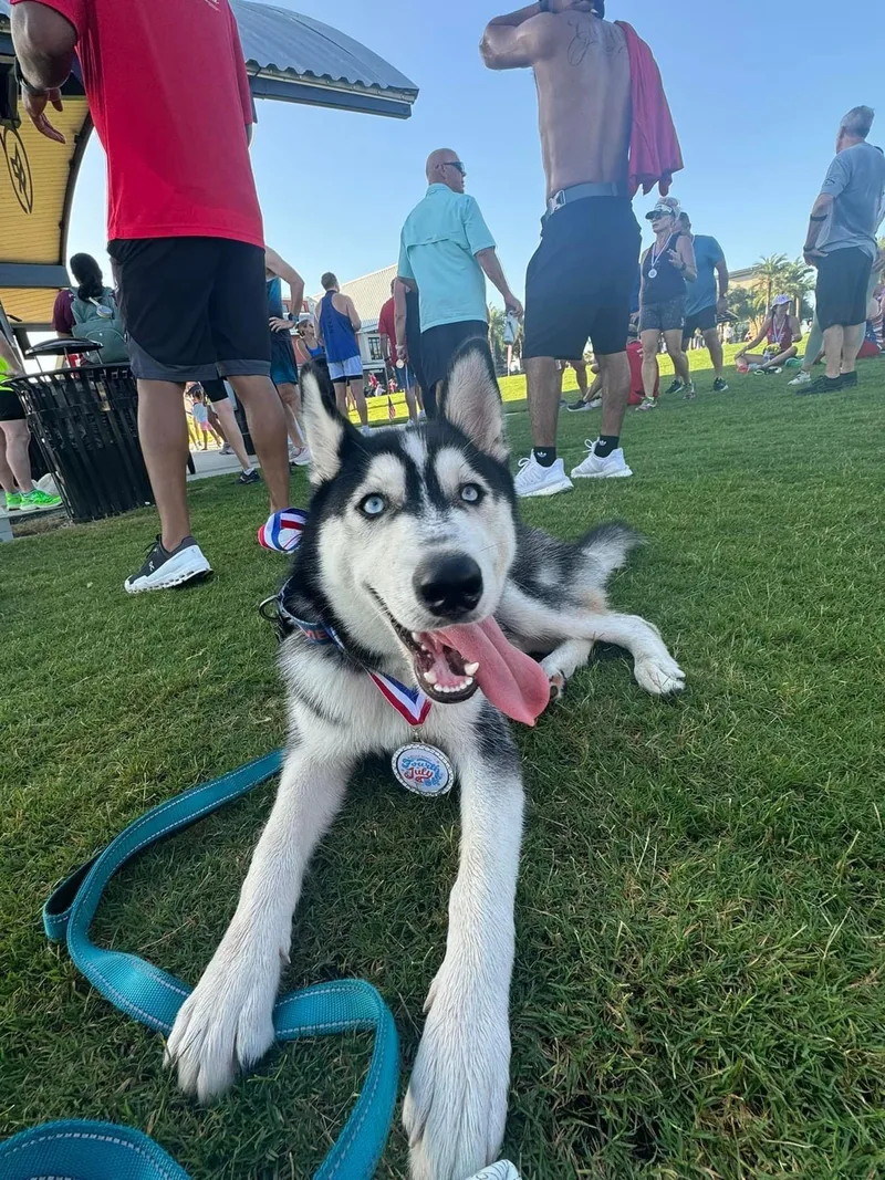 An adult large-sized male Black Siberian Husky dog named Brooks for adoption in Estero, FL