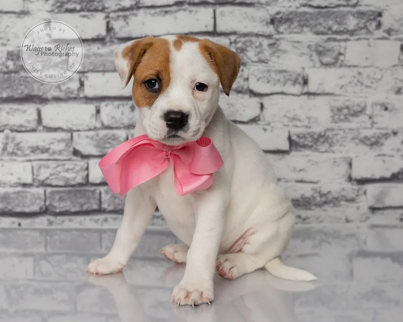 A baby medium-sized female White / Cream Boxer dog named Milly weeks for adoption in Tuscaloosa, AL