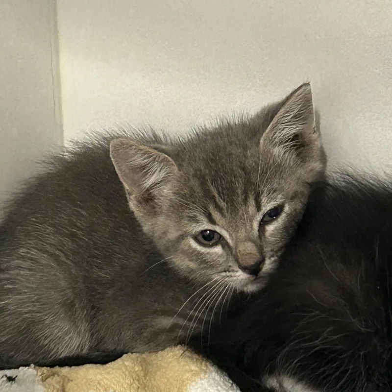 A young small-sized female Gray / Blue / Silver Domestic Short Hair cat named Harcourt for adoption in Tucson, AZ