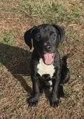 A baby medium-sized male Labrador Retriever dog named Almond Joy for adoption in Rutherfordton, NC