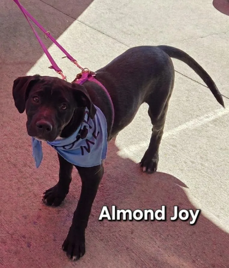 Almond Joy thumbnail 5