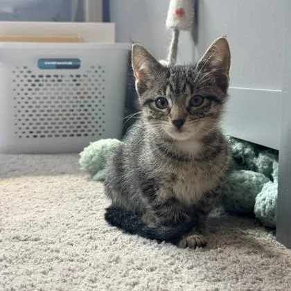A baby small-sized female Domestic Short Hair cat named PNut for adoption in Wheaton, IL