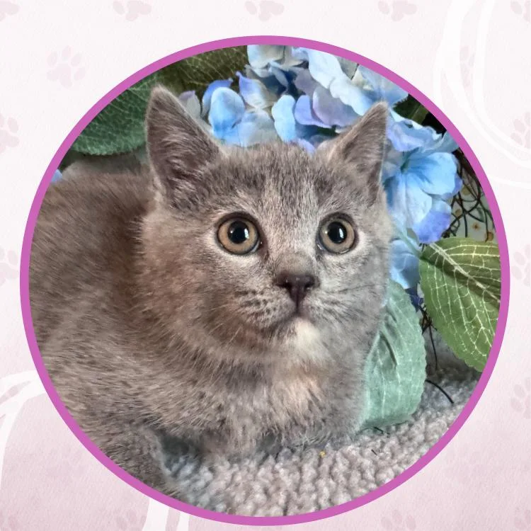 A baby small-sized female Gray / Blue / Silver Domestic Short Hair cat named Jub Jub Bird for adoption in Toms River, NJ