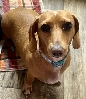A young small-sized female Golden Dachshund dog named Skittles for adoption in Alexandria, LA