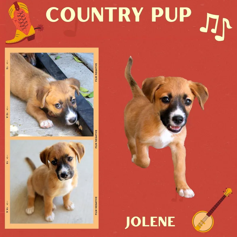 A baby small-sized female Hound dog named Jolene for adoption in LINDSAY, CA