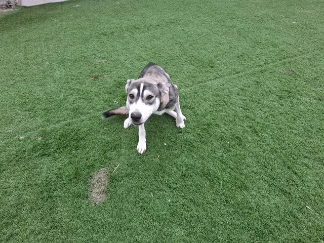 A young large-sized female Siberian Husky dog named Celeste for adoption in Grand Prairie, TX