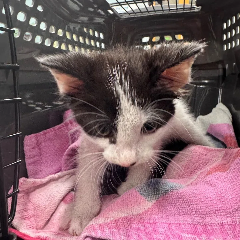 A baby small-sized female Black Domestic Short Hair cat named Kiski for adoption in Hamburg, NY