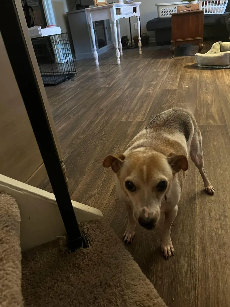 A senior small-sized male White / Cream Chihuahua dog named Gizmo for adoption in Speedway, IN