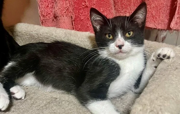 A baby medium-sized male Black & White / Tuxedo Domestic Short Hair cat named Jameson for adoption in Los Angeles, CA