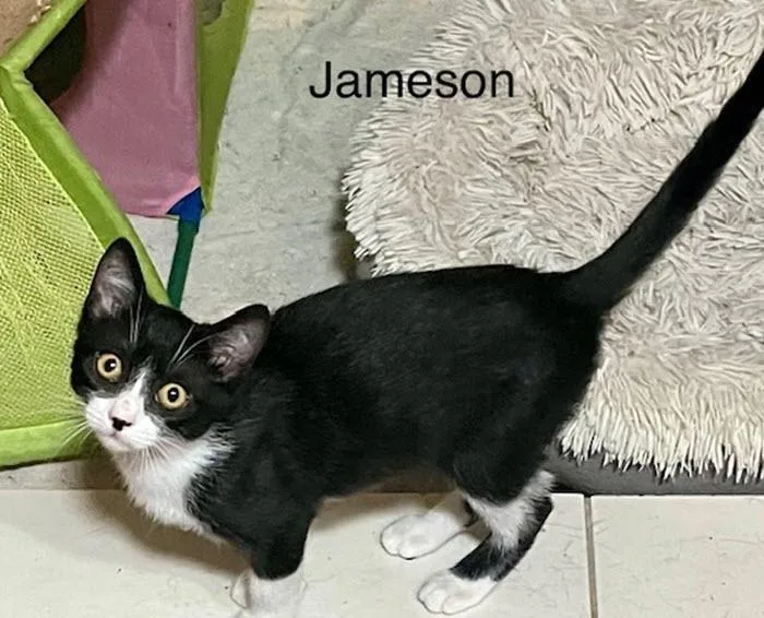 Jameson thumbnail 5