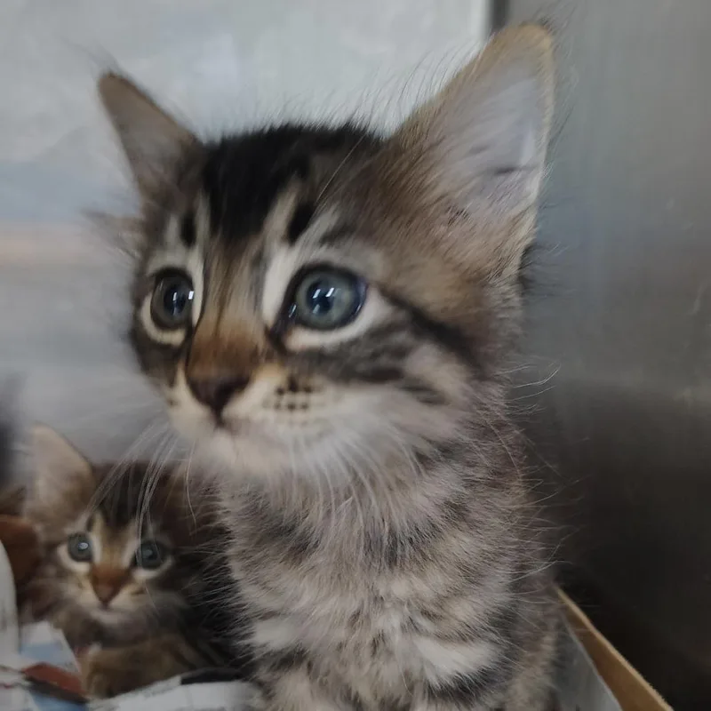 A baby small-sized male Brown / Chocolate Domestic Medium Hair cat named Furby for adoption in Vieques, PR