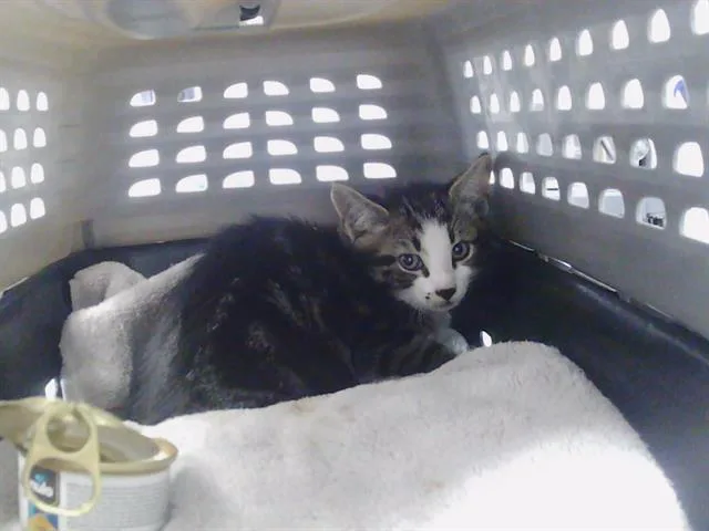 A baby small-sized male Domestic Short Hair cat named Tomathan for adoption in Charlotte, NC