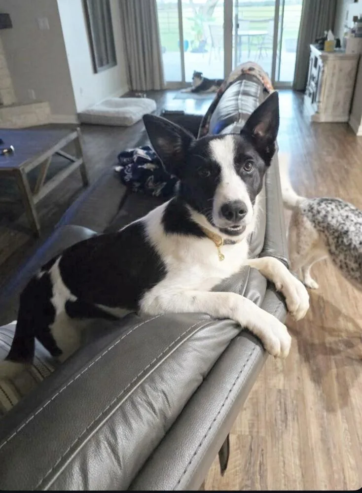A baby medium-sized female Black Border Collie dog named Dolly Nka Indi for adoption in Dallas, TX