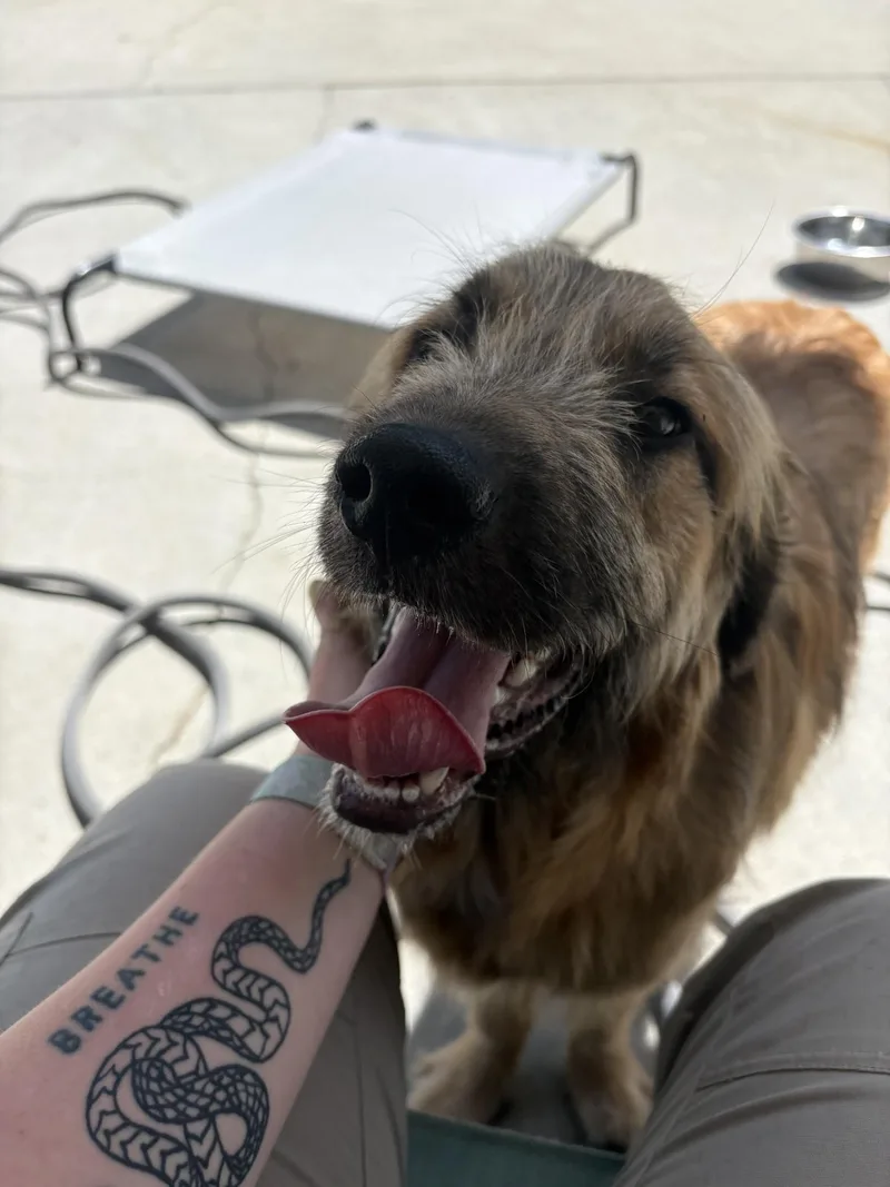 A young large-sized male Golden Anatolian Shepherd dog named Furfrou for adoption in Ashland, VA