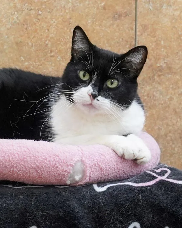 A senior small-sized female Domestic Short Hair cat named Peeka for adoption in Novato, CA