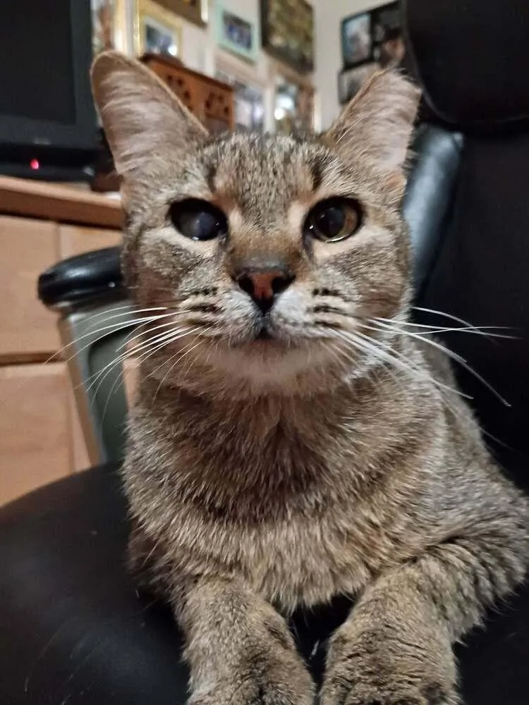 Junebug