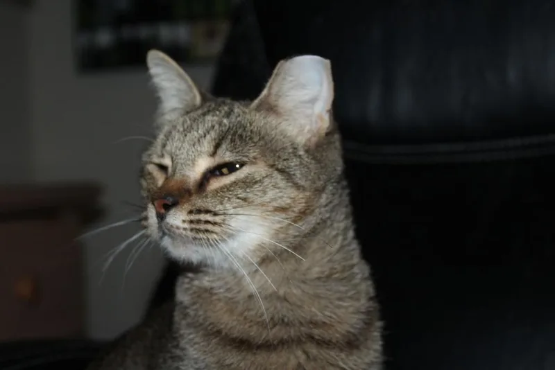 Junebug thumbnail 3