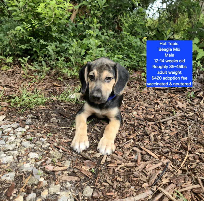 A baby medium-sized male Beagle dog named Hot Topic for adoption in Oviedo, FL