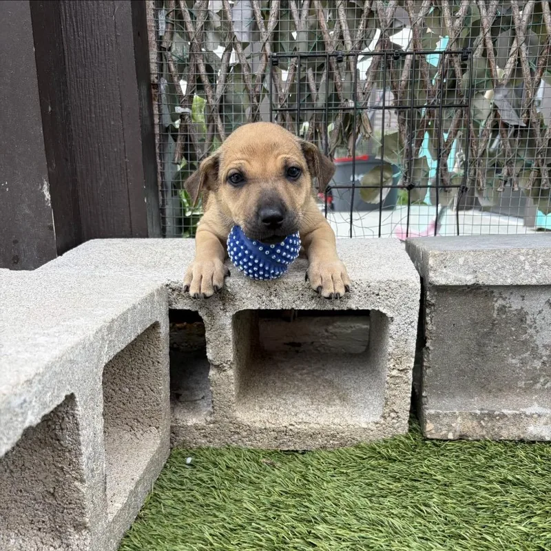 A baby small-sized female White / Cream Mixed Breed dog named Cinderella for adoption in LOXAHATCHEE, FL