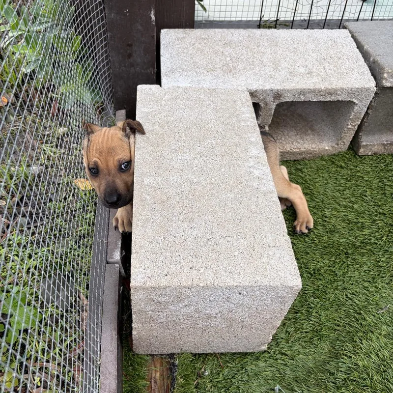 Cinderella thumbnail 2