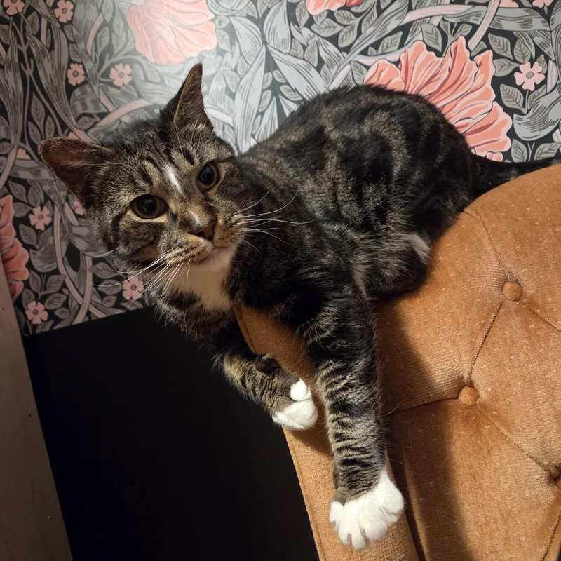 An adult large-sized male Tabby (Brown / Chocolate) Domestic Short Hair cat named Gelato for adoption in East Greenwich, RI