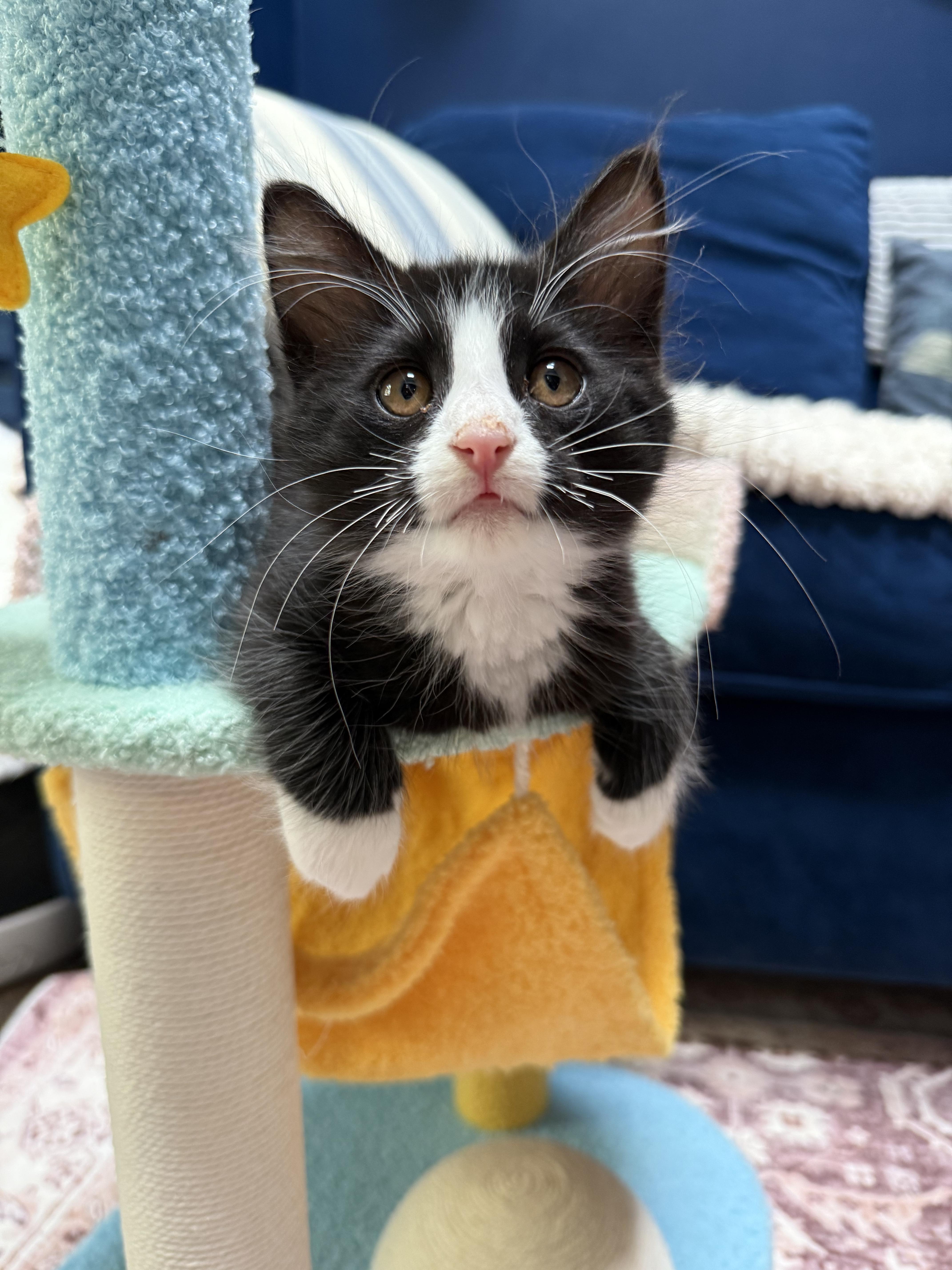A baby medium-sized male Black & White / Tuxedo Domestic Medium Hair cat named Skip for adoption in Studio City, CA