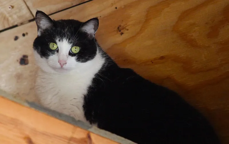 An adult large-sized female Black & White / Tuxedo Domestic Short Hair cat named Lace Bonded with for adoption in Camden, TN