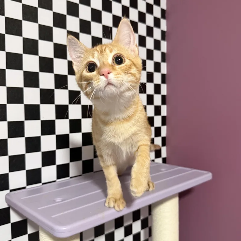 A baby small-sized female Tabby (Orange / Red) Domestic Short Hair cat named Echo for adoption in Sweetwater, TN