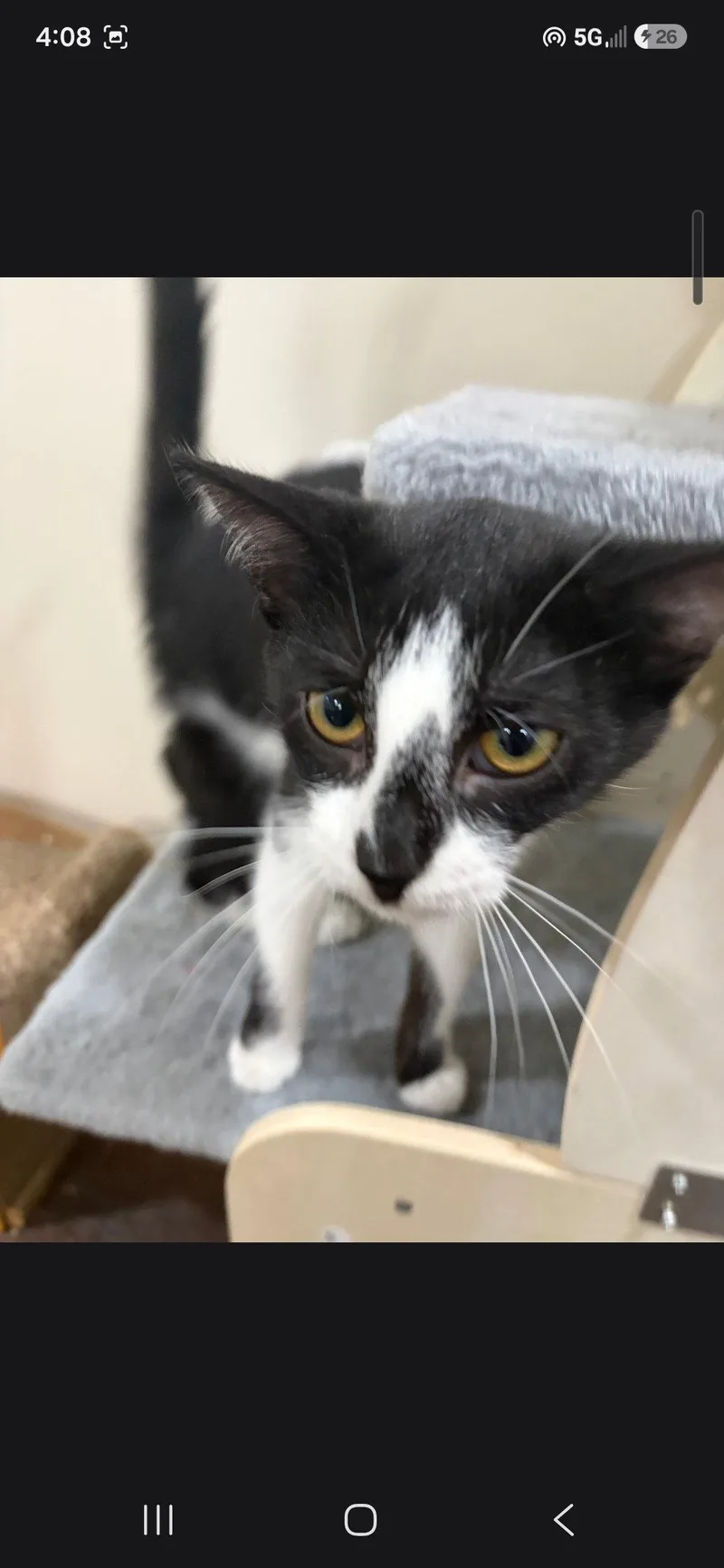 A baby small-sized female Black & White / Tuxedo Domestic Short Hair cat named Curry for adoption in Harrisburg, PA