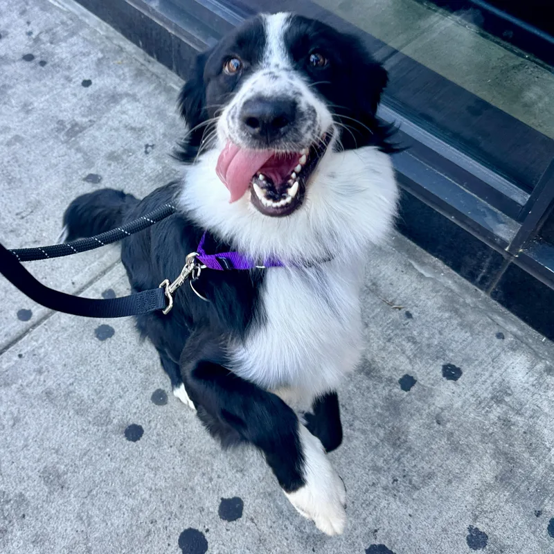 A young medium-sized male Black Border Collie dog named Rex for adoption in Brooklyn, NY