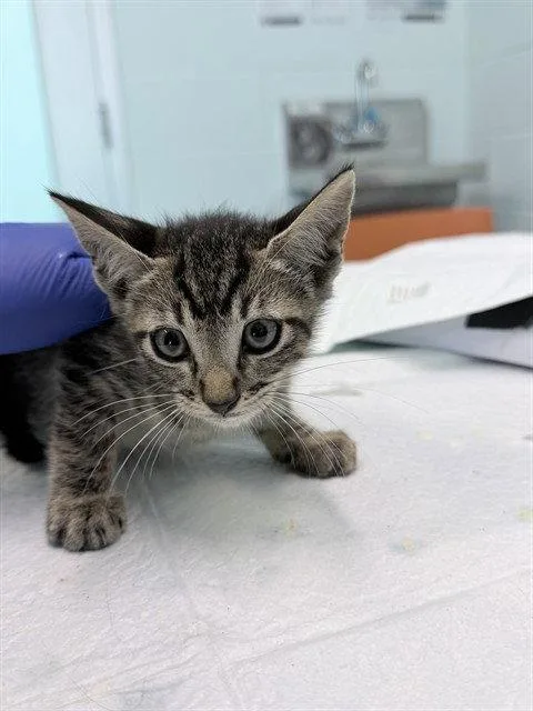 A baby small-sized male Brown / Chocolate Domestic Short Hair cat named Surfer for adoption in Tavares, FL
