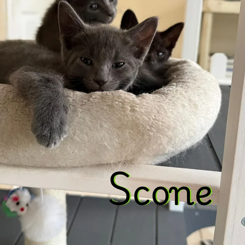 A baby small-sized male Russian Blue cat named Scone for adoption in Glendale, AZ
