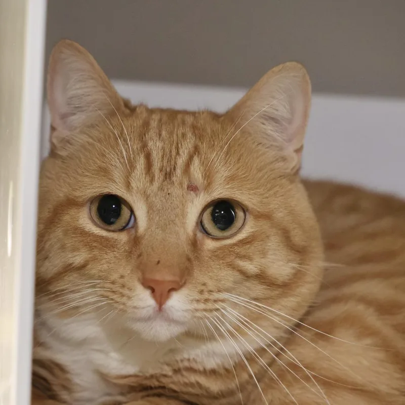 An adult medium-sized male Orange / Red Domestic Short Hair cat named Scotty for adoption in Briarcliff Manor, NY
