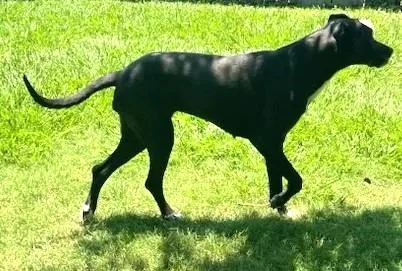 A young large-sized female Black Great Dane dog named DANNI  Watch My for adoption in Houston, TX