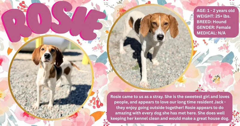 A young medium-sized female Tricolor (Brown, Black, & White) Hound dog named Rosie for adoption in Powhatan, VA