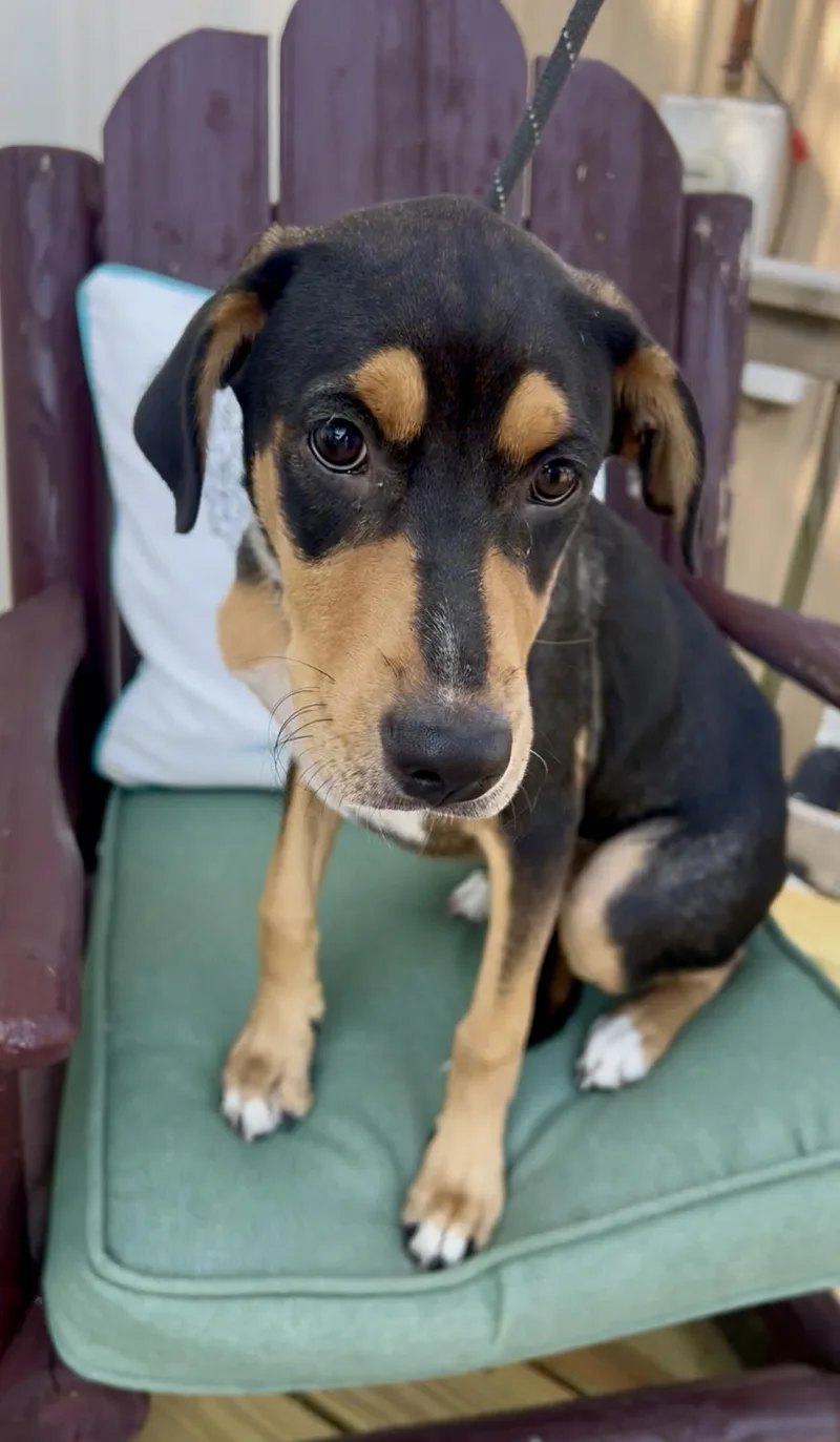 A young medium-sized female Bicolor Greater Swiss Mountain Dog dog named Pixie for adoption in Tyler, TX