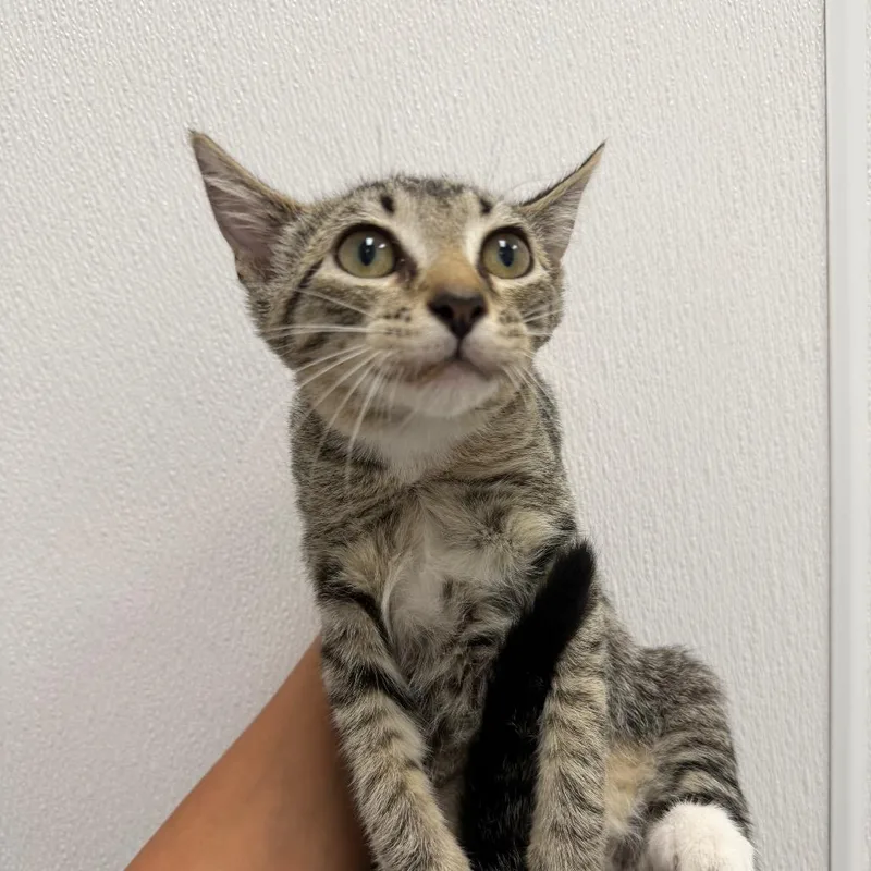 A baby small-sized female Brown / Chocolate Domestic Short Hair cat named Comet for adoption in Redwood City, CA