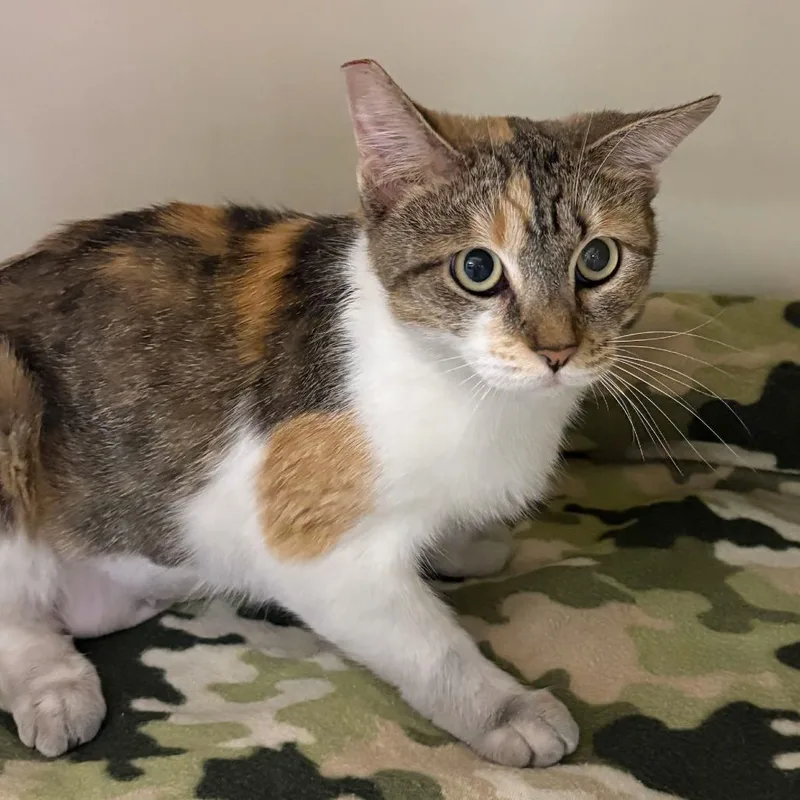 An adult small-sized female Calico Domestic Short Hair cat named DeeDee for adoption in Las Vegas, NV