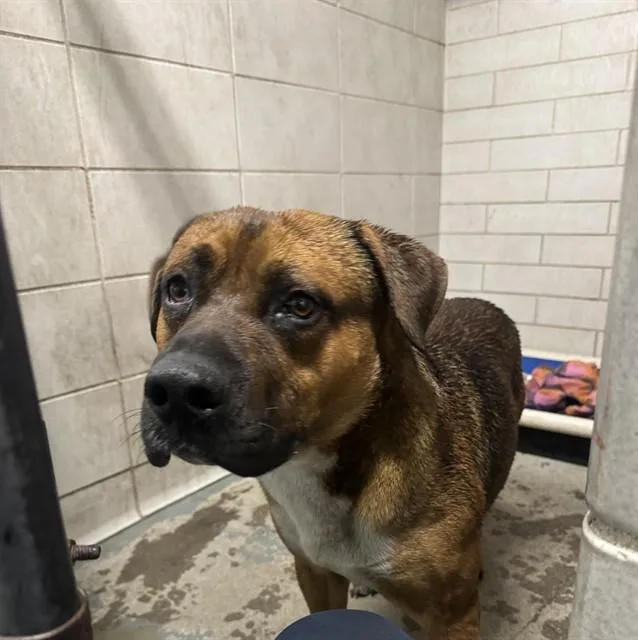 A young large-sized male Pit Bull Terrier dog named Link for adoption in Stockton, CA