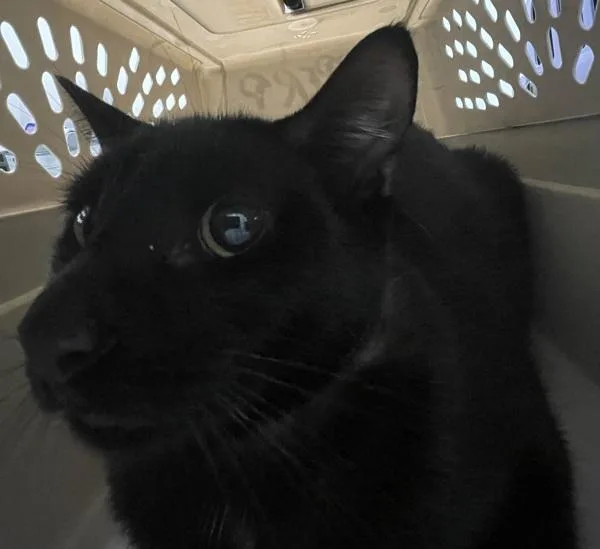 A young medium-sized female Domestic Short Hair cat named Judy for adoption in Ridgewood, NY