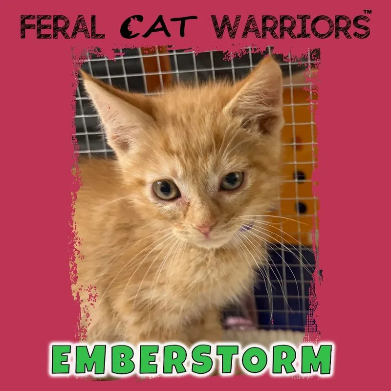 A baby small-sized male Orange / Red Domestic Short Hair cat named Emberstorm for adoption in Kingman, AZ