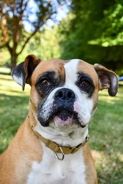 An adult large-sized female Boxer dog named Priscilla for adoption in Yakima, WA