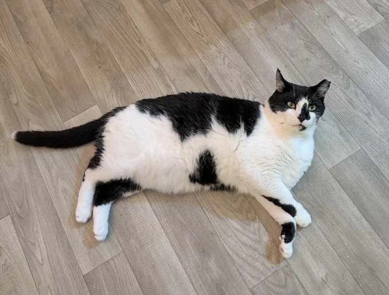 Princess Oreo Cookie