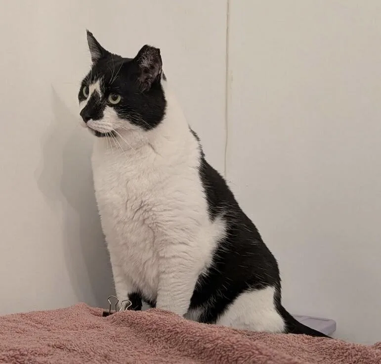 Princess Oreo Cookie thumbnail 2