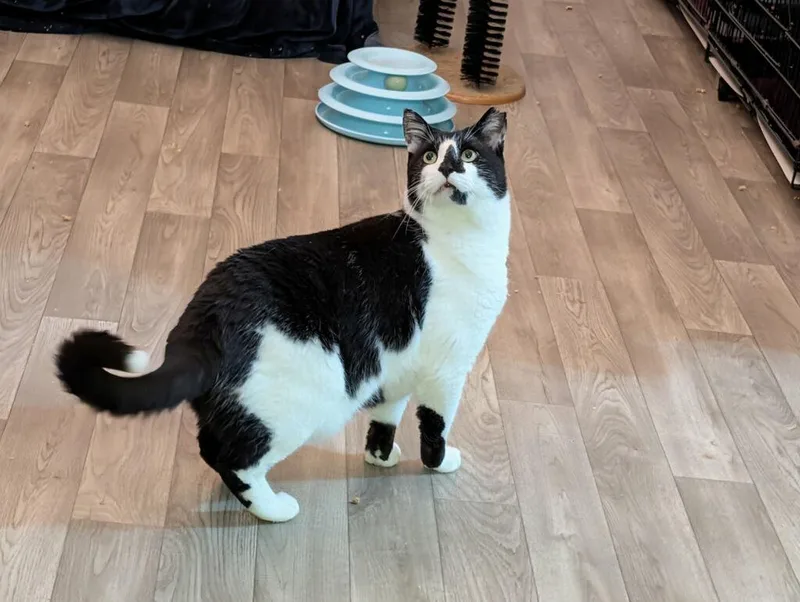 Princess Oreo Cookie thumbnail 3