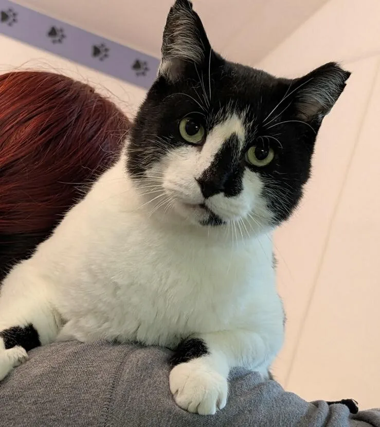 Princess Oreo Cookie thumbnail 4