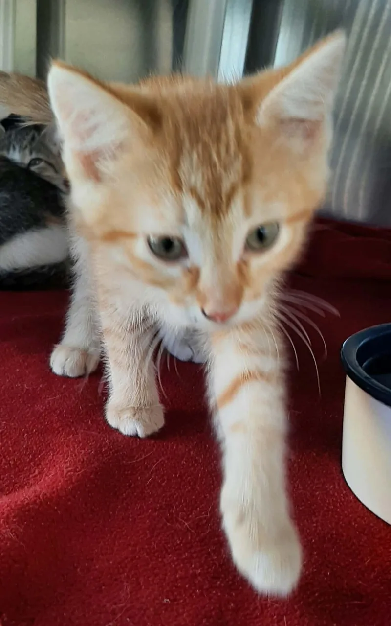 A baby medium-sized male Ragdoll cat named Phoenix for adoption in Georgetown, OH