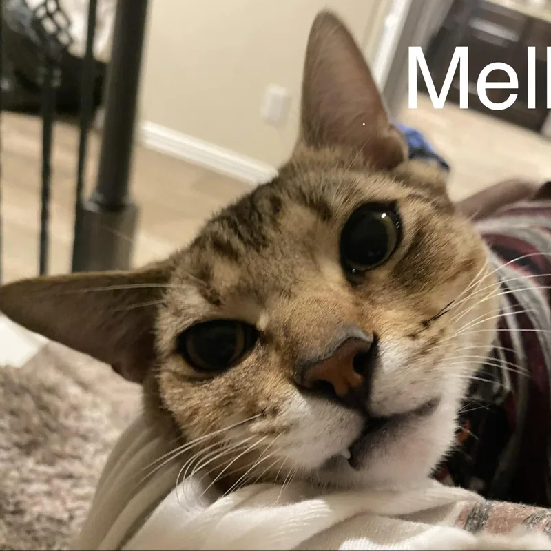 Mellow thumbnail 3