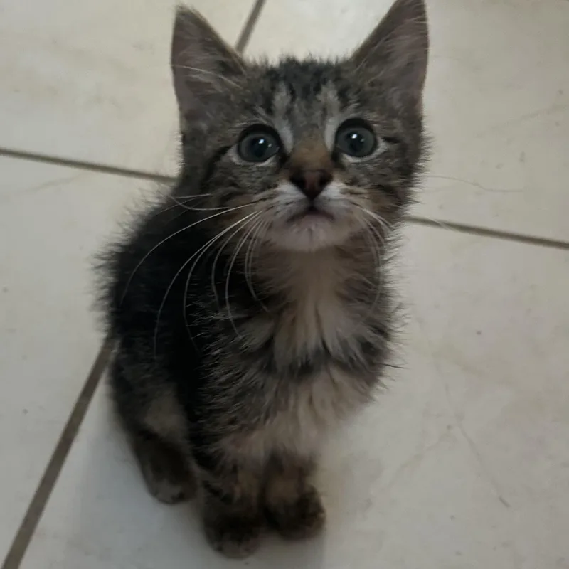 A baby medium-sized female Domestic Short Hair cat named Doublemint for adoption in Springfield, MO