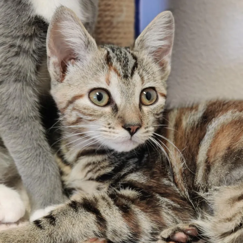 A baby medium-sized female Domestic Short Hair cat named Celia for adoption in Eastsound, WA
